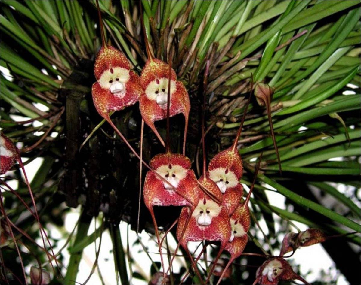 Орхидея дракула: фото и описание рода dracula, виды растения, особенности посадки и ухода в домашних условиях