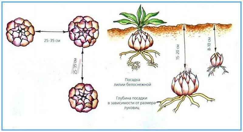 Особенности выращивания лилейников — посадка и уход