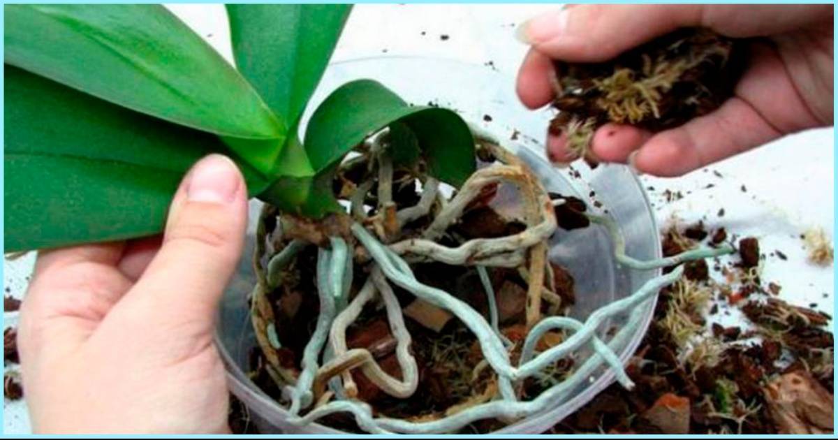 Как ухаживать за орхидеей в горшке в домашних условиях: правила ухода и содержания для начинающих, что любит цветок и нужна ли пересадка после покупки?