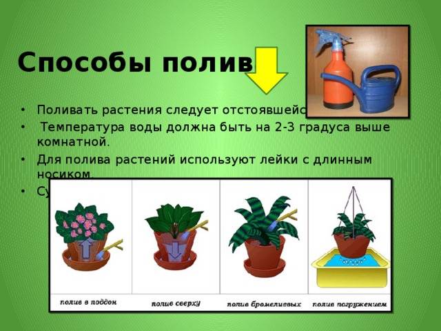 Правильный полив комнатных растений | flowery-blog