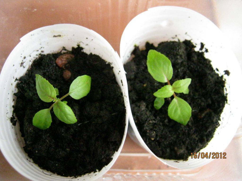 Фуксия: выращивание из семян и уход в домашних условиях, размножение + фото