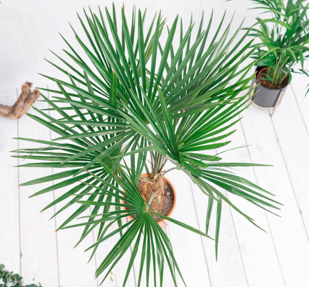 Трахикарпус, выращиваем пальму в домашних условиях - комнатные и садовые растения, уход за ними sad-doma.net