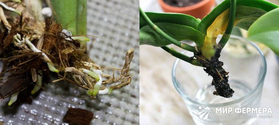 Реанимация фаленопсиса без корней: как оживить орхидею в домашних условиях: видео о том, что и как нужно делать, чтобы спасти растение без листьев