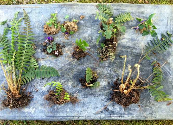 Садовый папоротник: посадка и уход, описание видов, и когда растение можно пересаживать и как это сделать?