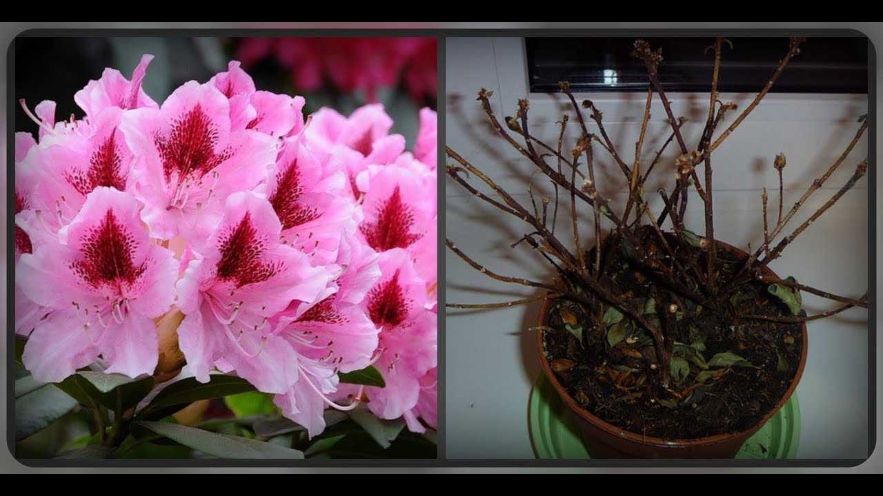 Азалия: обрезка растения после цветения в домашних условиях