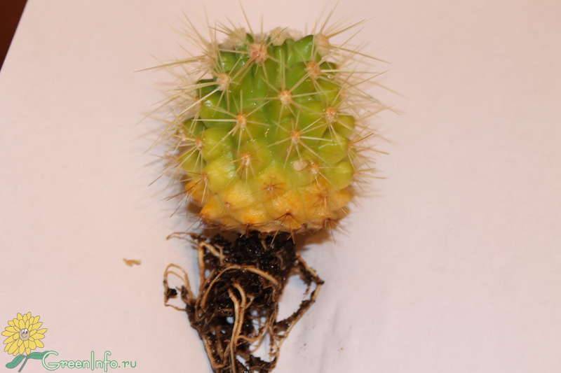 Варианты спасения кактуса при гниении корня, пятнистости и других болезнях