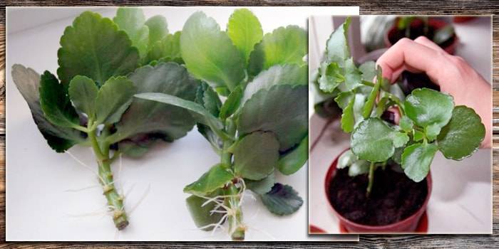 Каланхоэ - размножение листом и черенками в домашних условиях, особенности выращивания