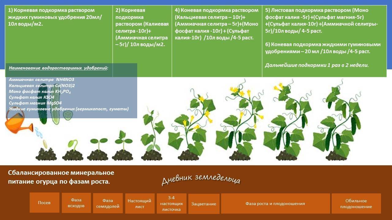 ᐉ физостегия: выращивание из семян, фото, посадка и уход в открытом грунте - roza-zanoza.ru