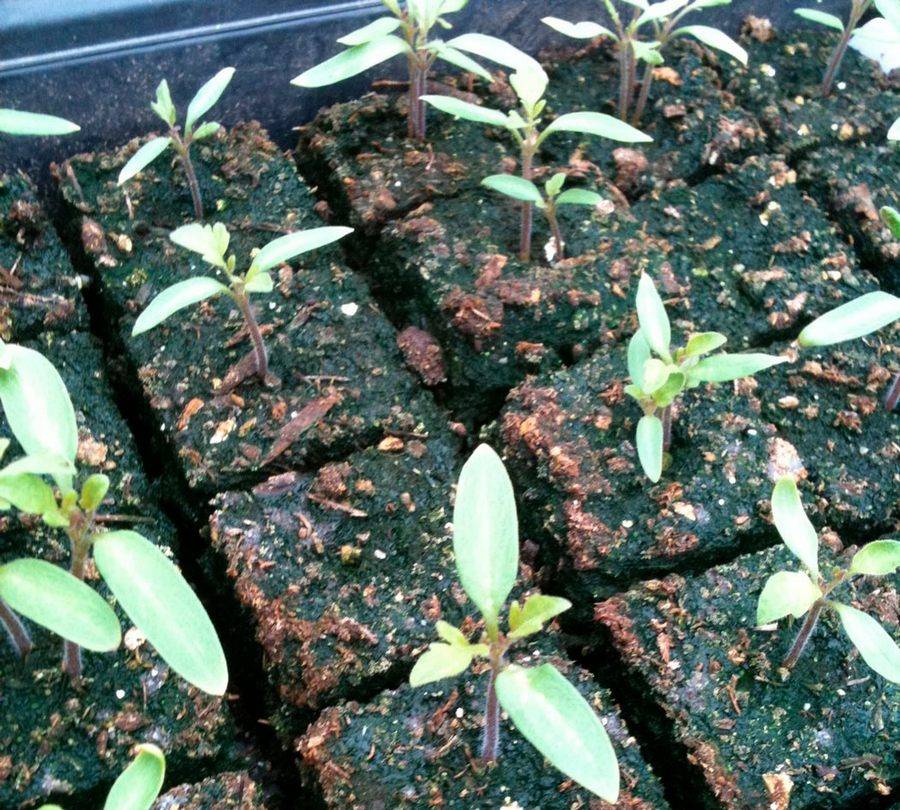 Шпрекелия — выращивание и уход в открытом грунте
