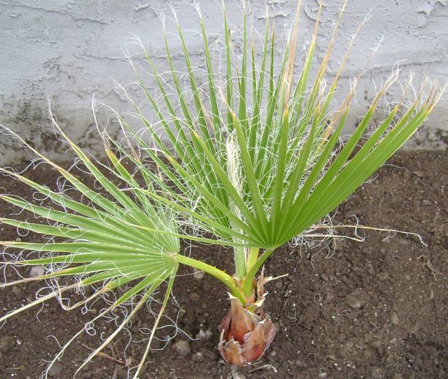 Пальма вашингтония: уход в домашних условиях, фото, описание, особенности выращивание из семян