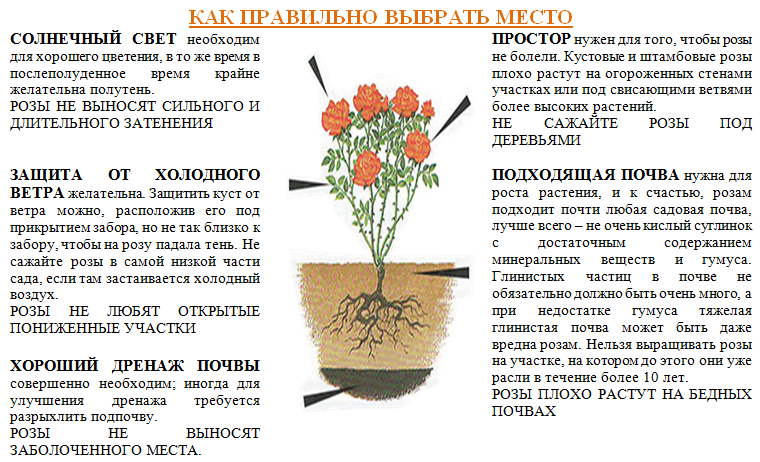 Как вырастить хризантемы из семян: правила посева и ухода, когда сажать в 2023 году