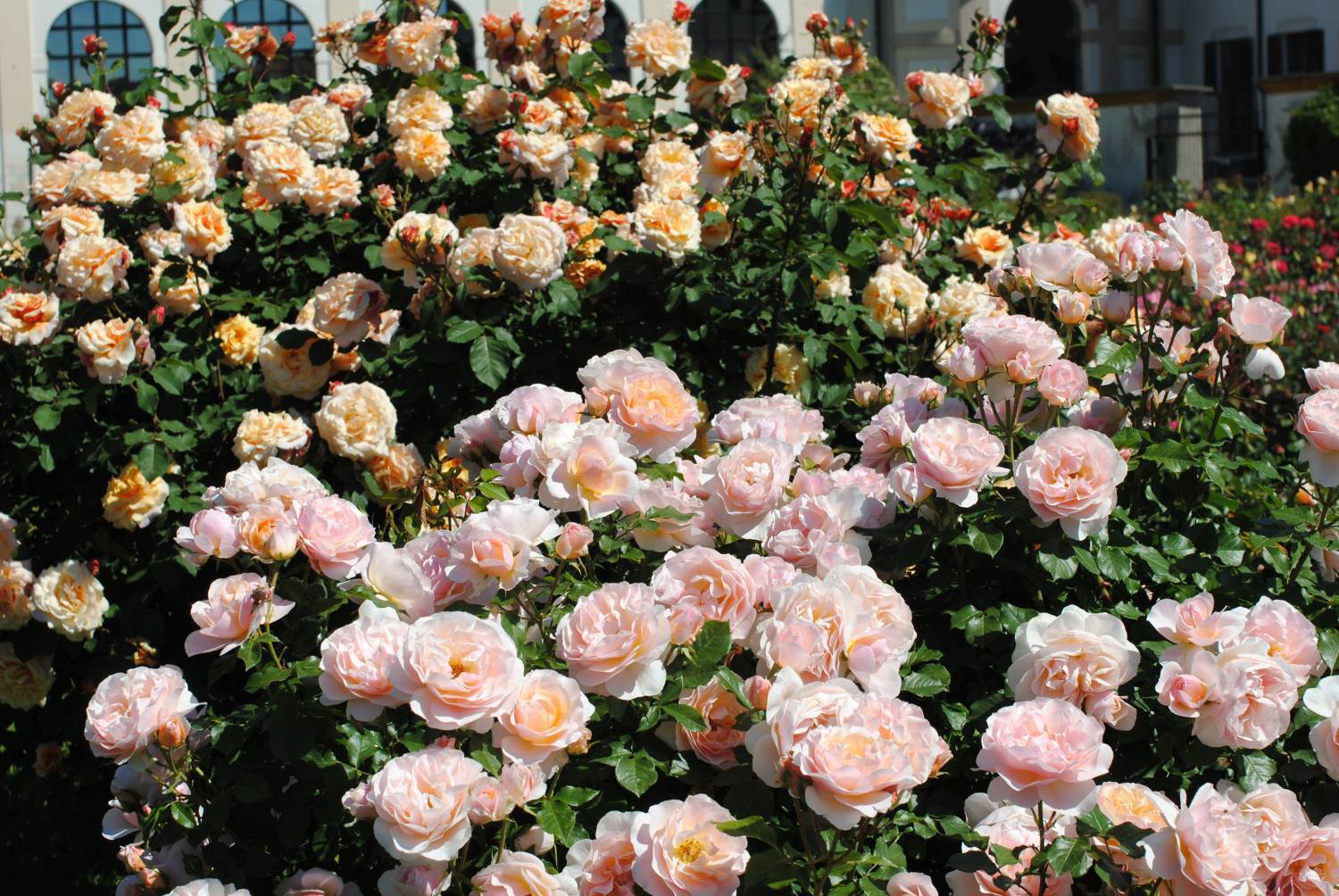 Розы шрабы сорта и особенности - дачная жизнь