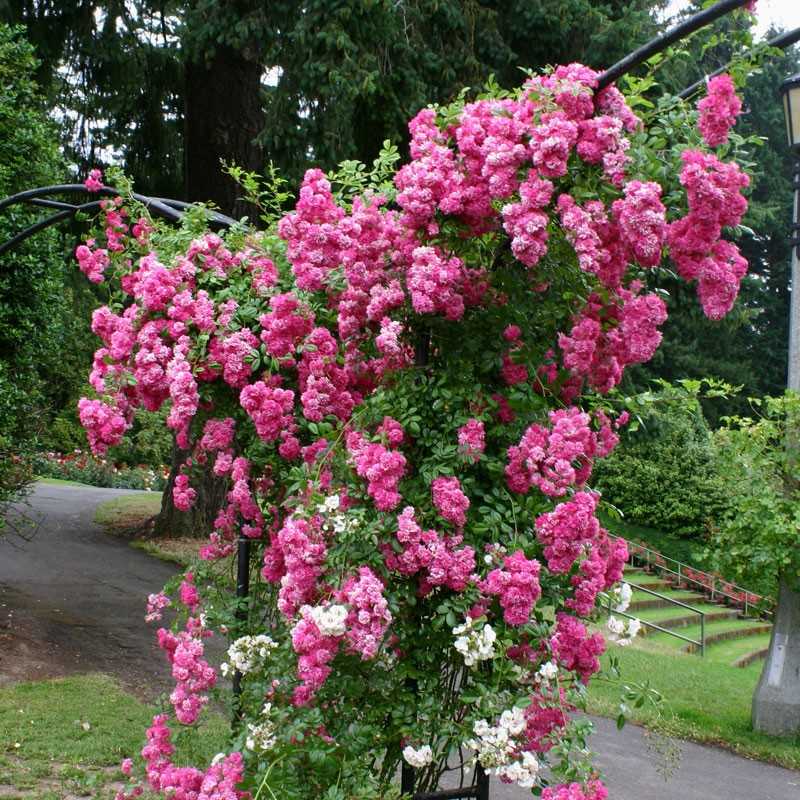 О розе super dorothy: описание и характеристики сорта плетистой розы