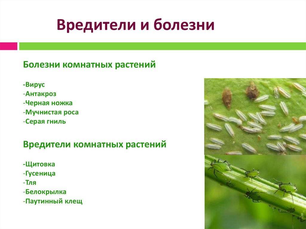 Коричневые кончики листьев у хлорофитума советы и рекомендации по уходу для садоводов