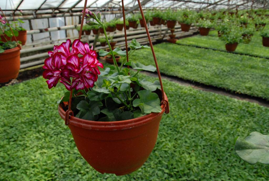Цветок ампельная пеларгония: размножение и уход в домашних условиях за геранью