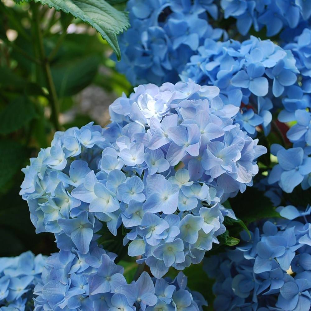 Голубая гортензия - популярные сорта и нюансы культивирования сорта никко блю (nikko blue)