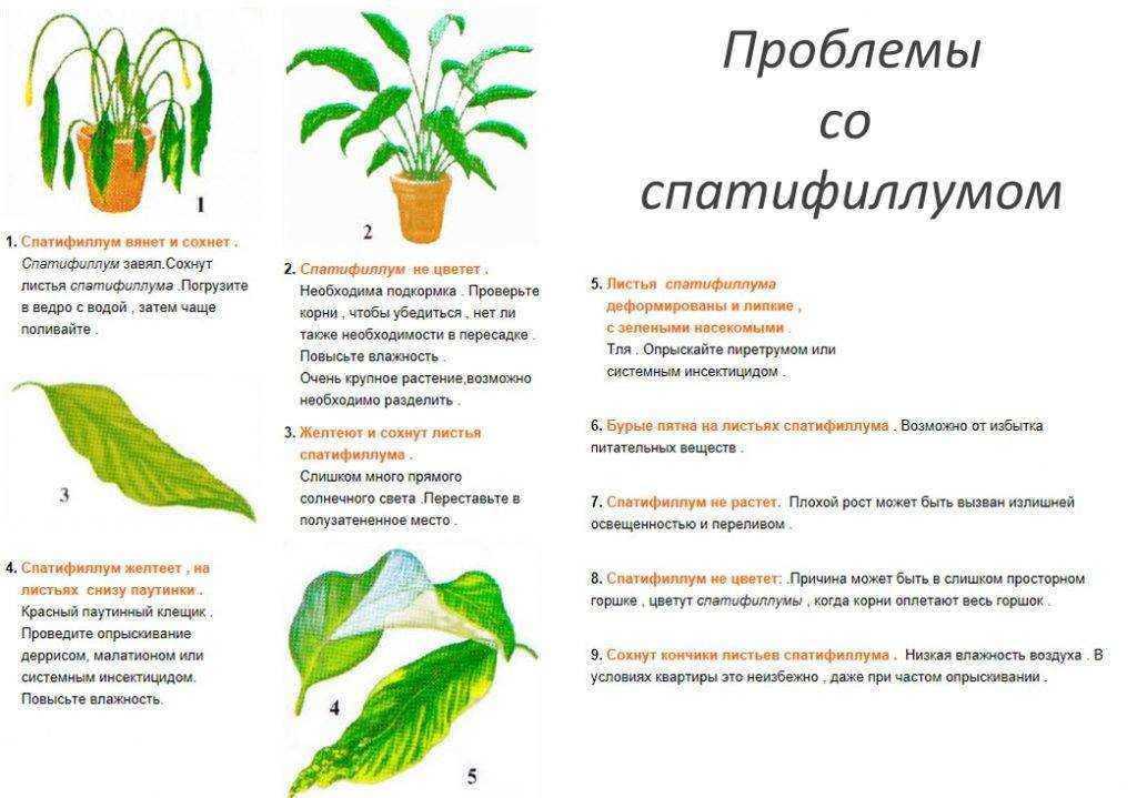 Условия для содержания спатифиллума. почему растение не цветет?