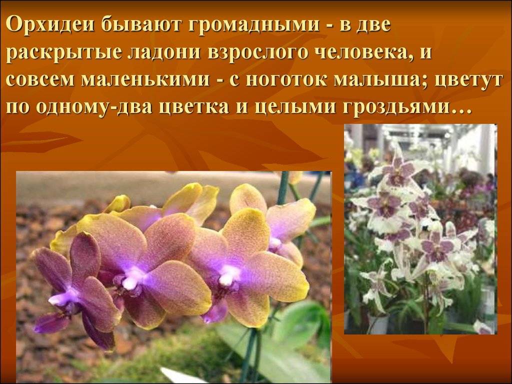 Описание и краткая характеристика орхидей