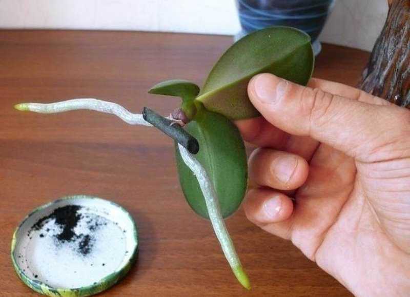 Как отсадить детку орхидеи фаленопсис: несколько способов, как отделить в домашних условиях на видео