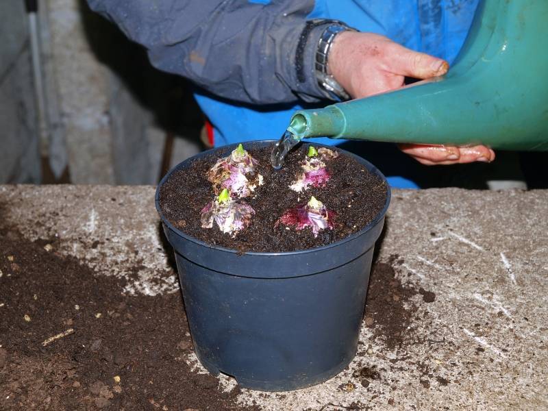 Гиацинт в горшочке - как сохранить растение после окончания цветения