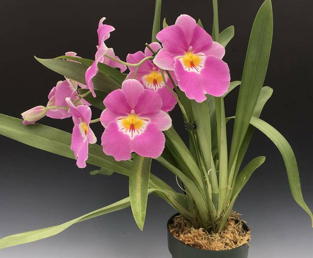 Орхидея мильтония: описание цветка с фото, правила посадки и ухода в домашних условиях, а также советы и рекомендации для начинающих цветоводов