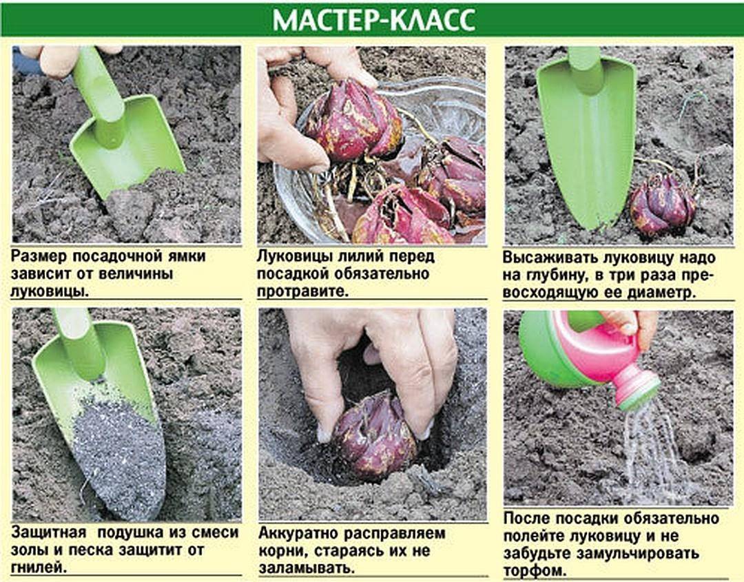 Посадка луковиц лилий в открытый грунт весной: правила выращивания и ухода в саду
