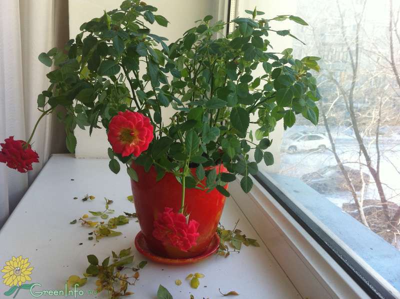 Комнатная или домашняя китайская роза: уход, размножение, родина