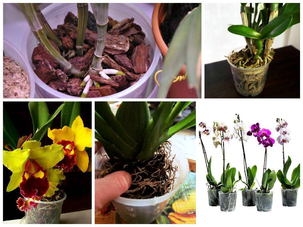 Неприхотливая красавица — орхидея каттлея. описание, фото, советы по выращиванию в домашних условиях