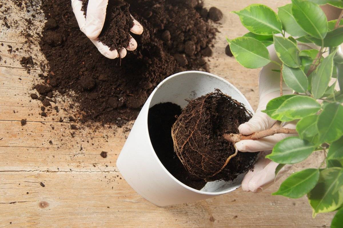 Грунт для комнатных растений: критерии выбора почвы, универсальная цветочная земля и дезинфекция грунта для домашних цветов