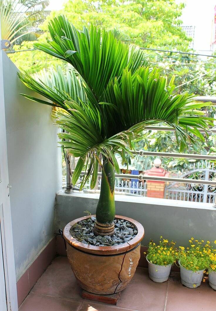 Комнатные пальмы: разновидности декоративных домашних цветов с названиями и фото в горшке, уход, пересадка, и похожие растения, наподобие деревьев данного типа