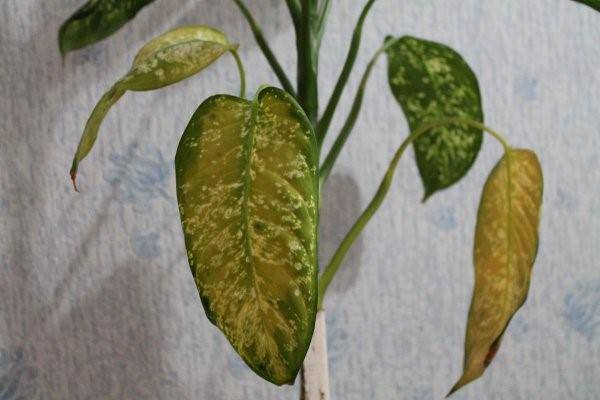 Почему у диффенбахии желтеют листья: как ее лечить