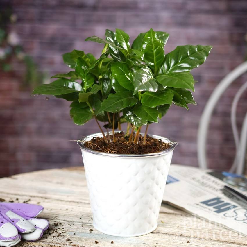 Цветок «кофе арабика» - уход в домашних условиях, фото растения