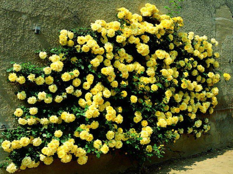 Плетистые розы – 41 сорт с описанием и фото | огородникам инфо