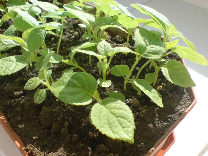Как из семян вырастить плодоносящее киви на окне: посадка и уход