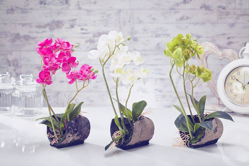 Прозрачный горшок для орхидей: обязательно ли нужен именно такой и почему обычно его выбирают, а также можно ли сажать растение в пластиковую емкость?