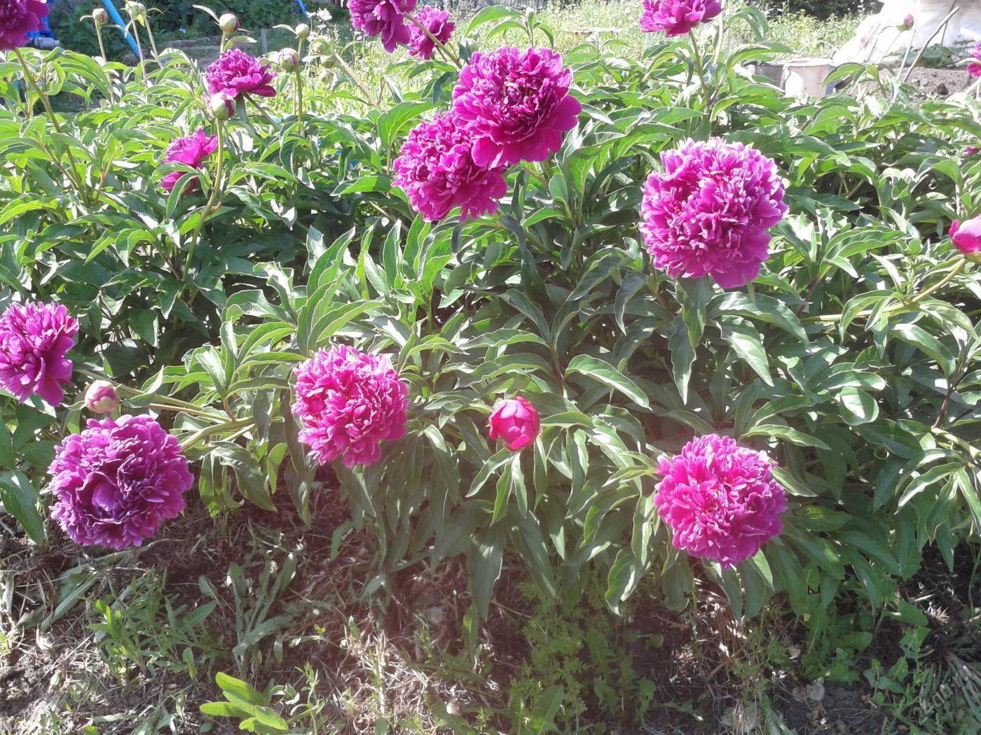 Сорт пиона "феликс крауз": за что его любят и ценят цветоводы, особенности выращивания и уход