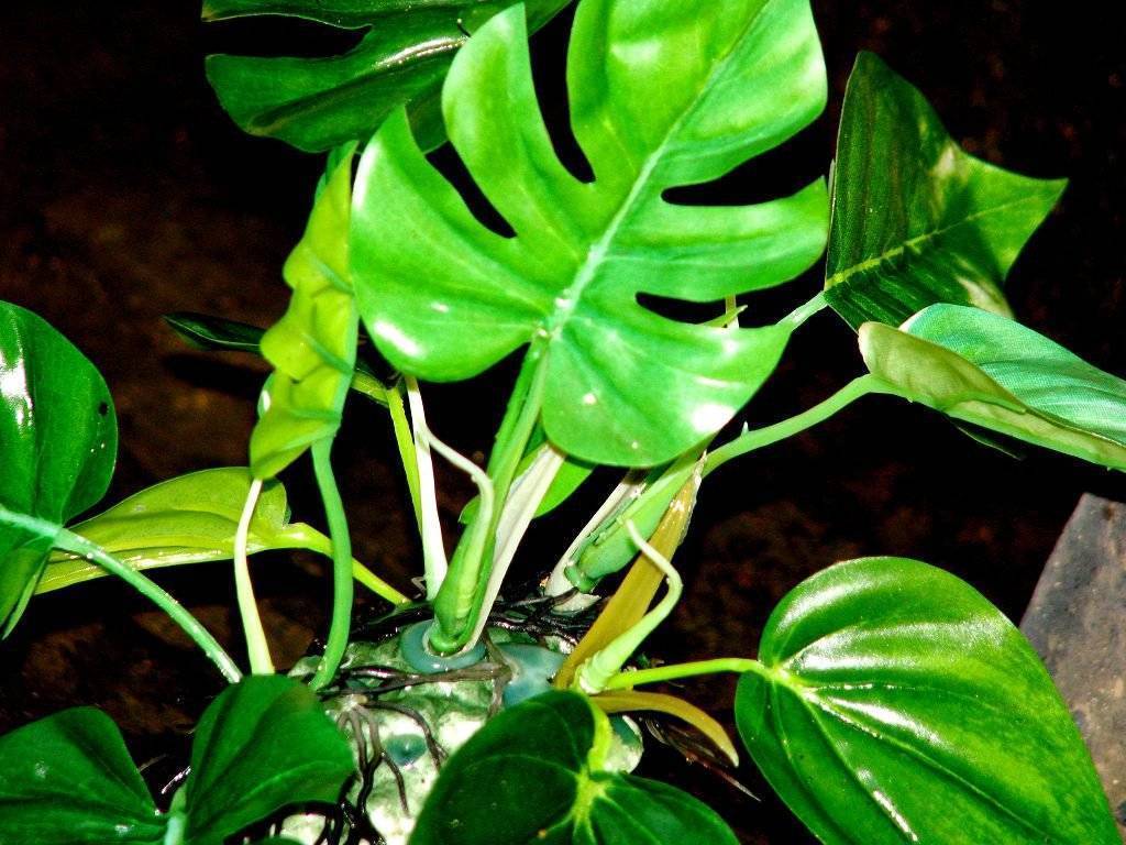 Филодендрон- сорта и виды с фото, уход и выращивание дома