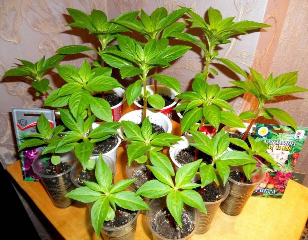 Ничего сложного! выращивание комнатных растений из семян в домашних условиях