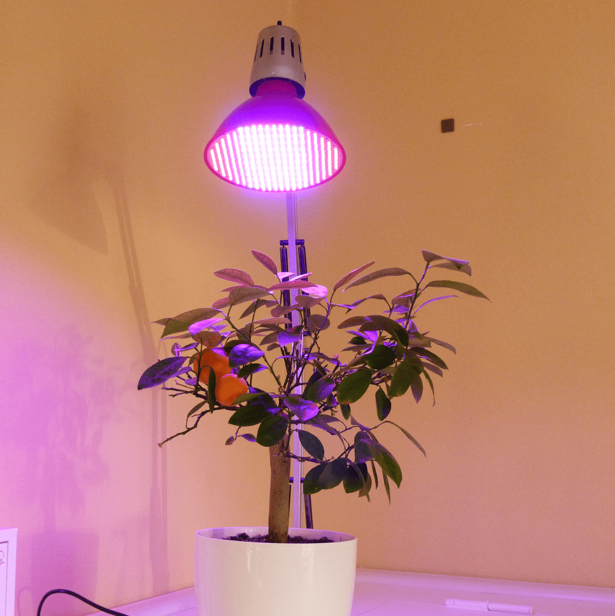 Лампы для растений в домашних условиях и светодиодная подсветка