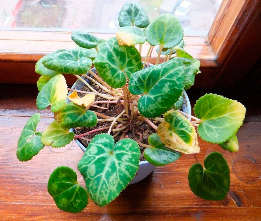 Как помочь комнатному растению: у цикламена желтеют и вянут листья – что делать