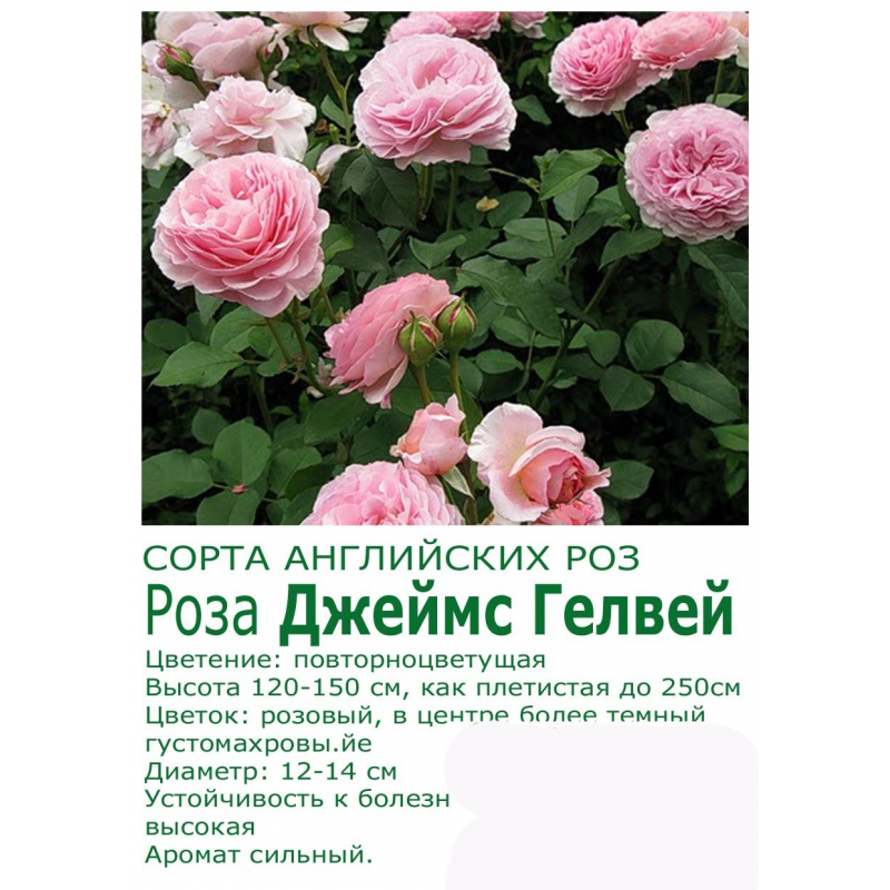 Английские розы дэвида остина (english david austin roses, david austin wedding & event roses) : fsf