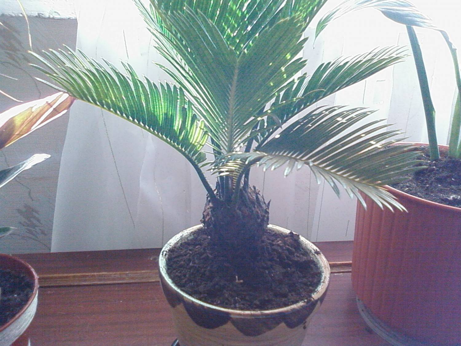 Цикас ( саговник) - пересадка и размножение пальмы в домашних условиях (120 фото)