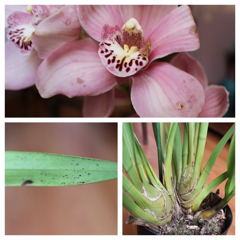 Выращивание орхидеи цимбидиум: как посадить, пересаживать, как цветет, размножение