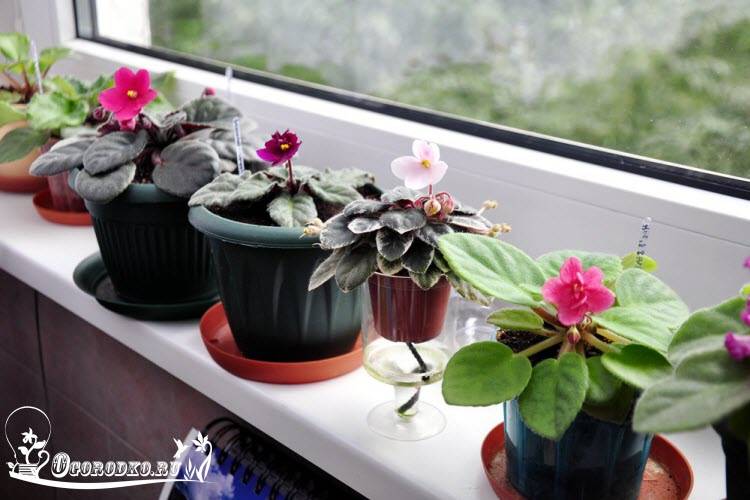Уход за фиалкой в домашних условиях: нюансы, как выращивать сенполию комнатную в горшке, и как правильно ухаживать зимой за цветком, как заставить цвести?