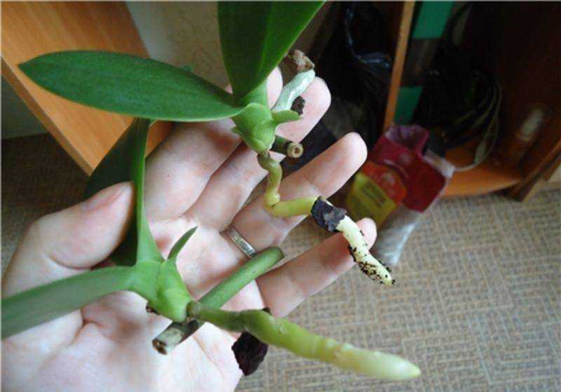 Орхидея фаленопсис - размножение в домашних условиях (цветоносом, детками)