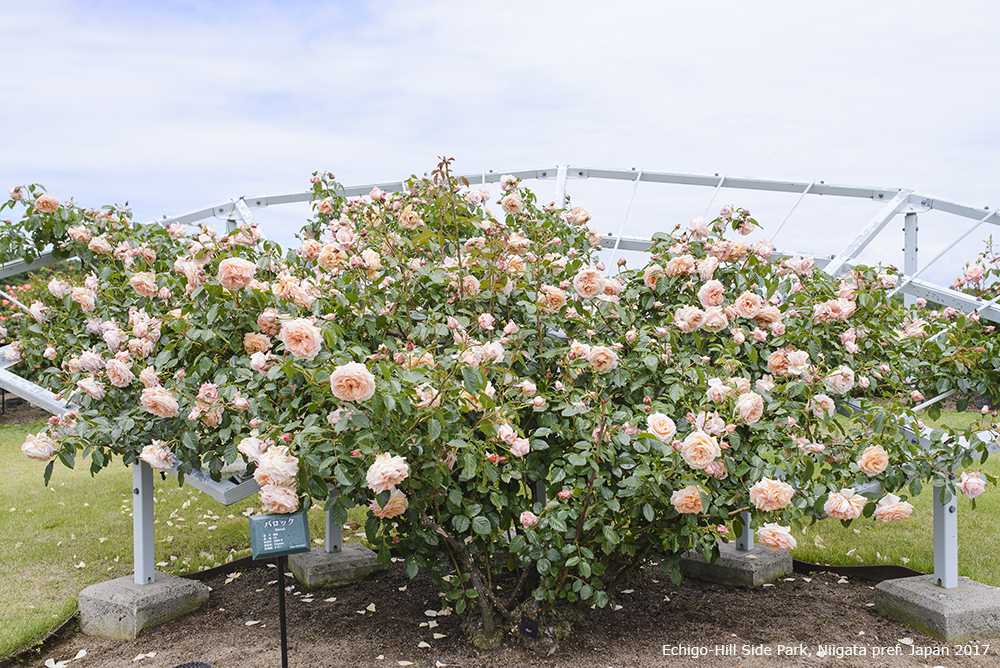 Плетистая роза полька: описание сорта, особенности выращивания и ухода