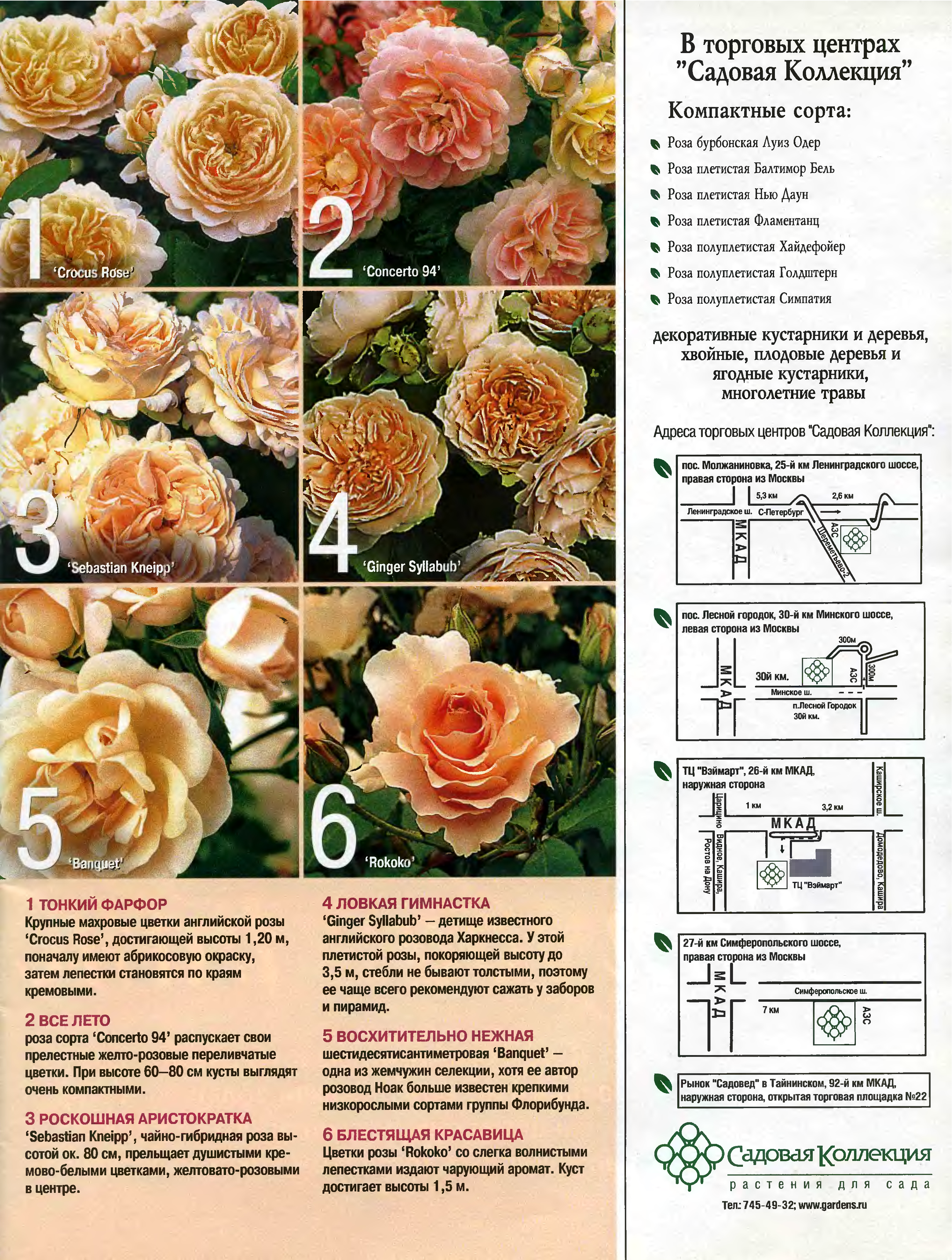 Описание плетистой розы “голден шоверс” (golden showers) с отзывами и уходом