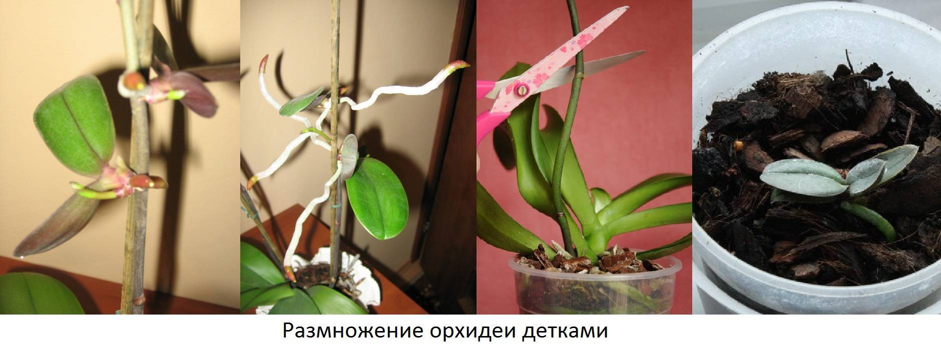 Орхидея фаленопсис: уход в домашних условиях, пересадка и размножение фаленопсиса, болезни и вредители