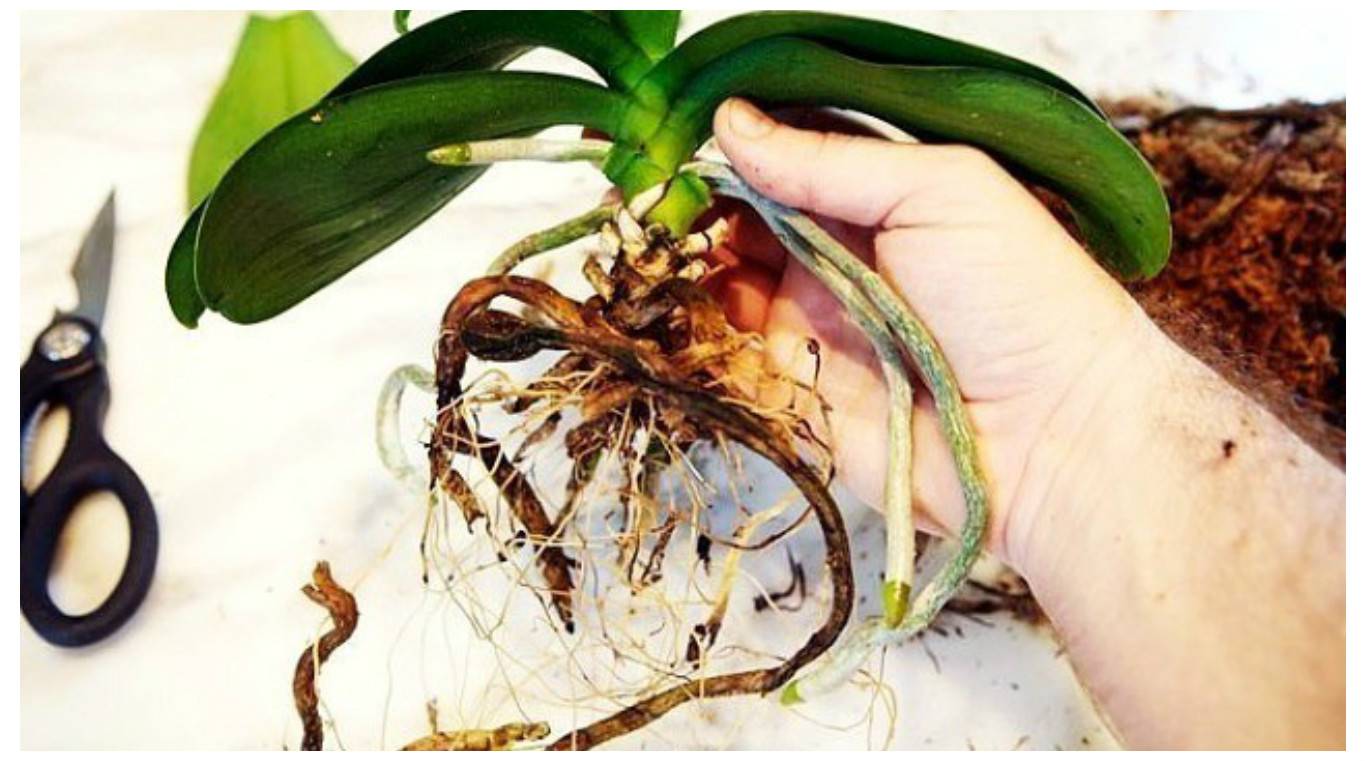 Время пересадки орхидей в домашних условиях