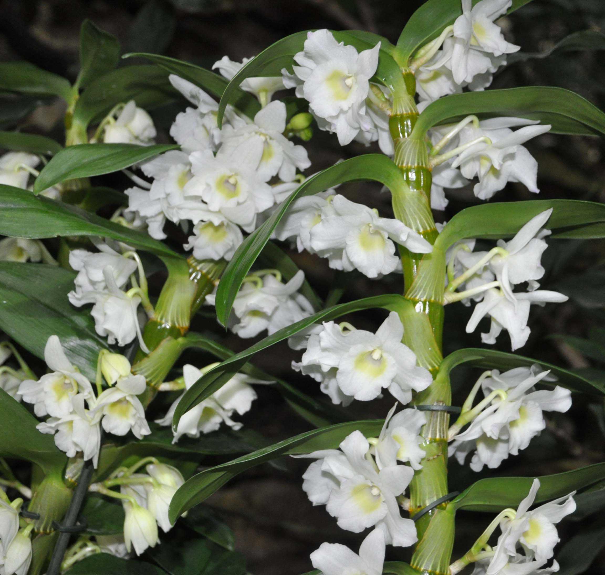 Орхидея: внешний вид, фото, особенности, интересные факты, среда обитания